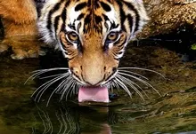 animals tigers 1920x1200 wallpaper Art HD Wallpaper
